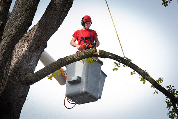 Best Stump Grinding and Removal  in Strasburg, VA